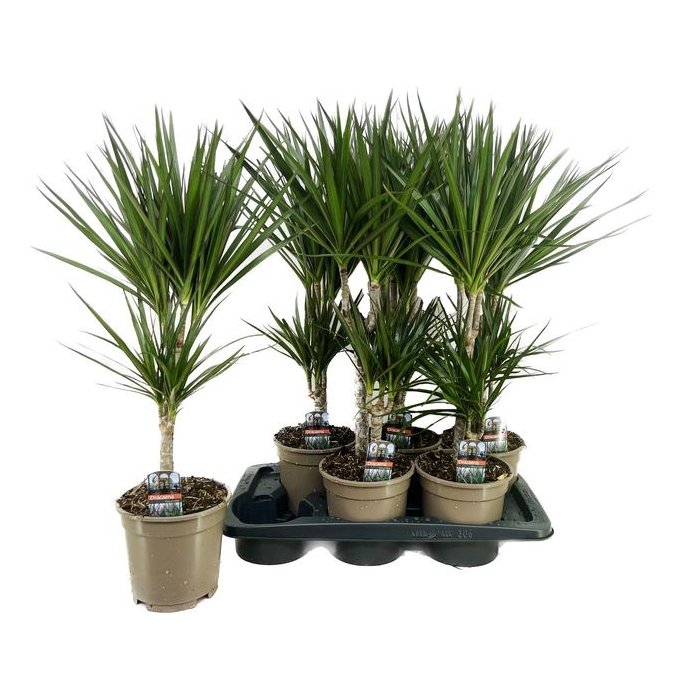 <h4>Dracaena Marginata 17Ø 75cm 2pp</h4>
