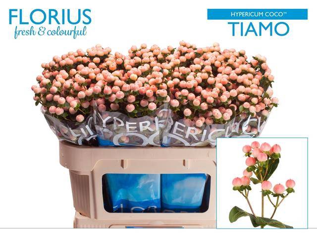 <h4>Hypericum Coco Tiamo</h4>