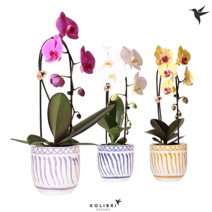 Phalaenopsis Elegant Cascade
