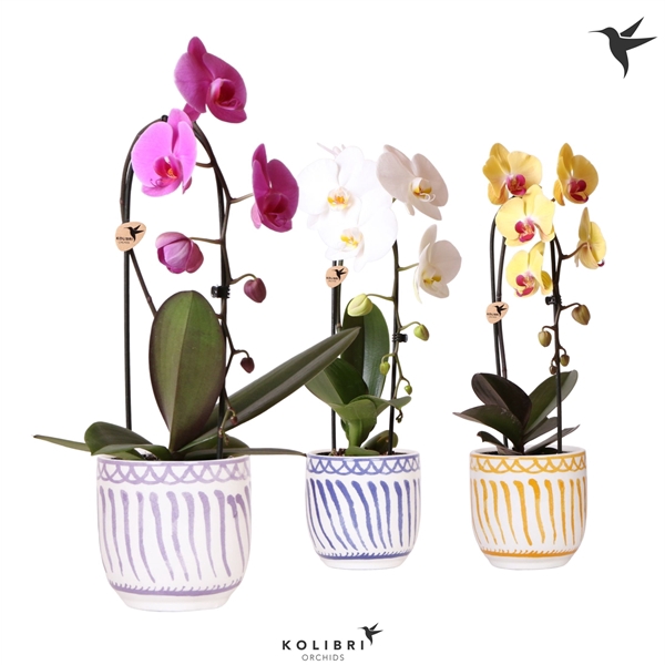 <h4>Phalaenopsis Elegant Cascade</h4>
