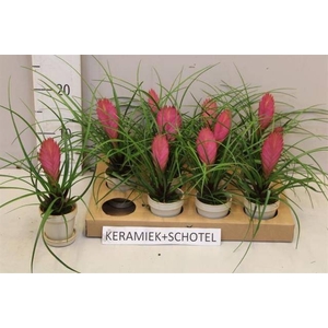 ARR TILLANDSIA