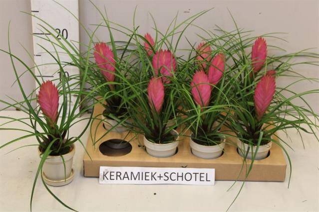 <h4>ARR TILLANDSIA</h4>