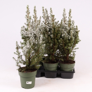 PICEA GL DECEMBER