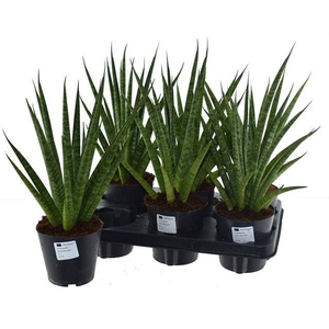 Sansevieria trifasciata Pineapple 12Ø 40cm