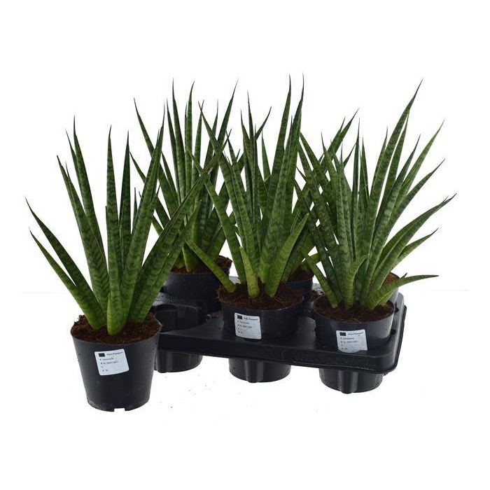 <h4>Sansevieria trifasciata Pineapple 12Ø 40cm</h4>