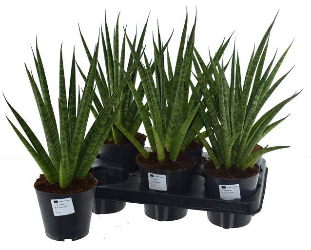 Sansevieria trifasciata Pineapple 12Ø 40cm
