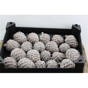 Wax Pinea Gl Naturel X20