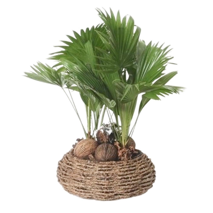 <h4>Livistona rotundifolia</h4>