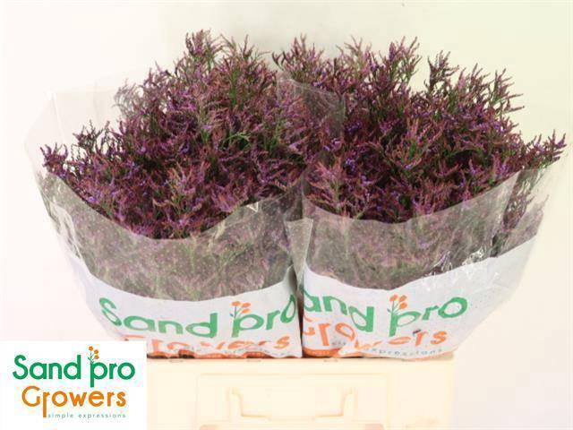 <h4>LIM SAF DARK BLUE</h4>