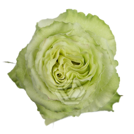 <h4>R GR LIMONADA Tessa</h4>