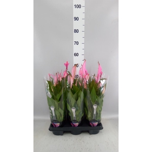 Spathiphyllum  'Bellini'