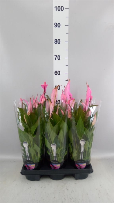<h4>Spathiphyllum  'Bellini'</h4>