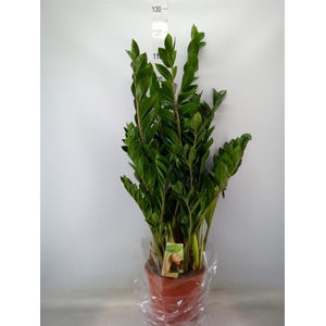 Zamioculcas zamiifolia