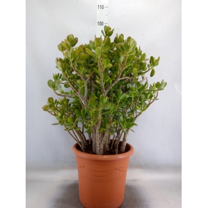 Crassula ovata