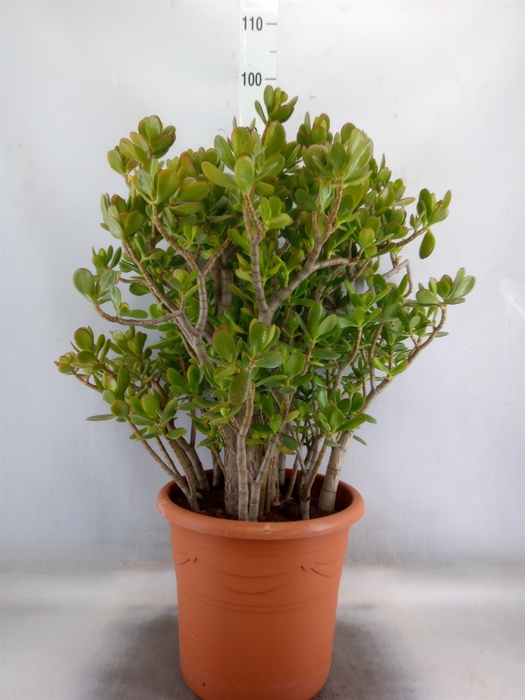 <h4>Crassula ovata</h4>