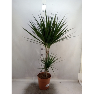 Dracaena marg.