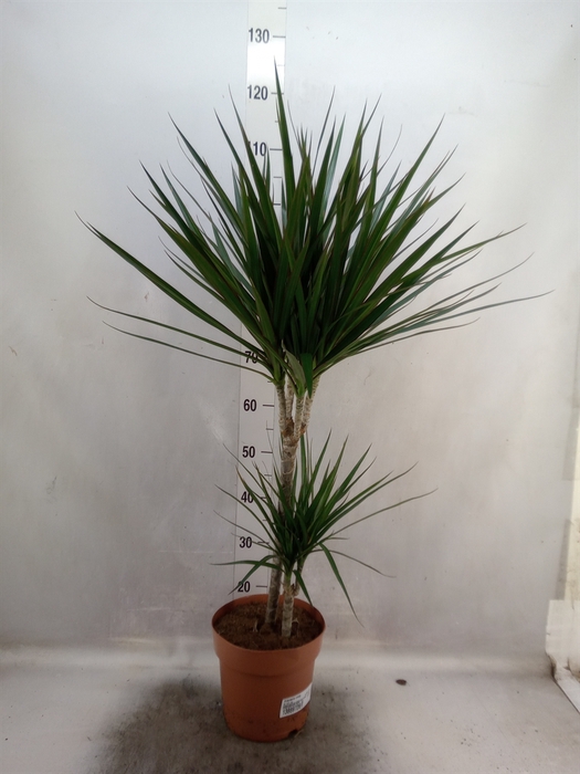 <h4>Dracaena marg.</h4>