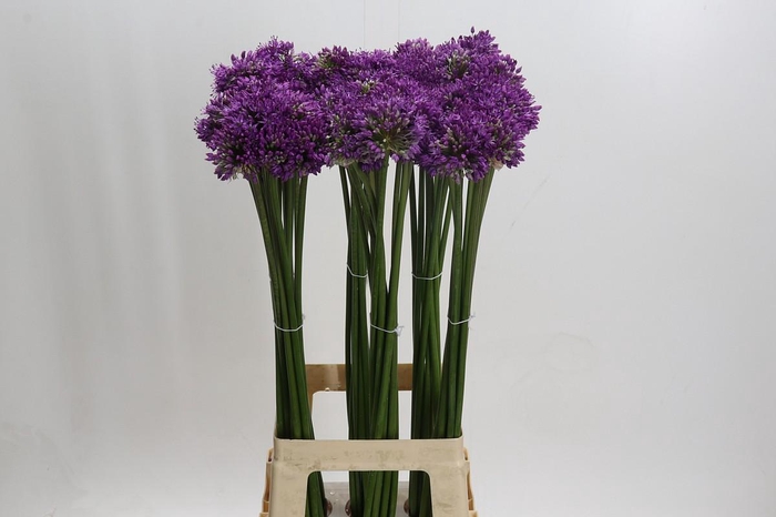 <h4>Allium Gladiator</h4>