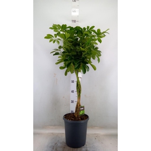 Schefflera arbor. 'Compacta'