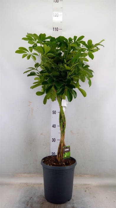 <h4>Schefflera arbor. 'Compacta'</h4>