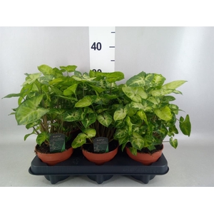 Syngonium  'Pixie'