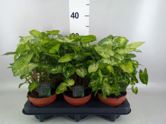 <h4>Syngonium  'Pixie'</h4>