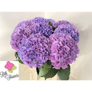 Hydr M Royal Salute 60 Cm