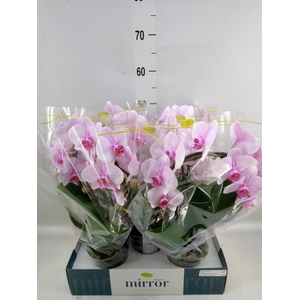 Phalaenopsis   ...rose