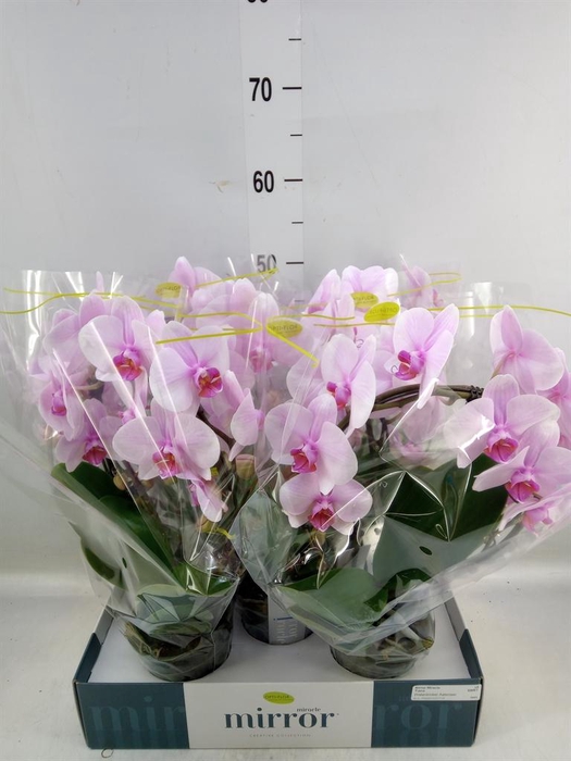 <h4>Phalaenopsis   ...rose</h4>
