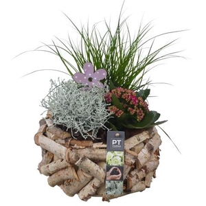 PTSO6026 Arrangementen Tuinplanten