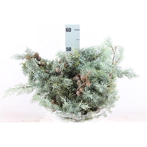 Cypresse Arizonica Vrucht 500 Gram