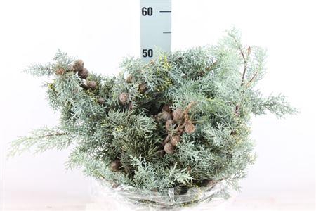 <h4>Cypresse Arizonica Vrucht 500 Gram</h4>