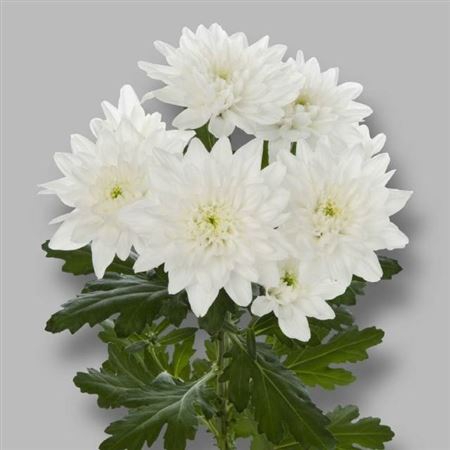 <h4>Chrysanthemum Indicum Grp tros kas Baltica</h4>