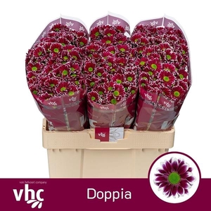 CHR SAN DOPPIA