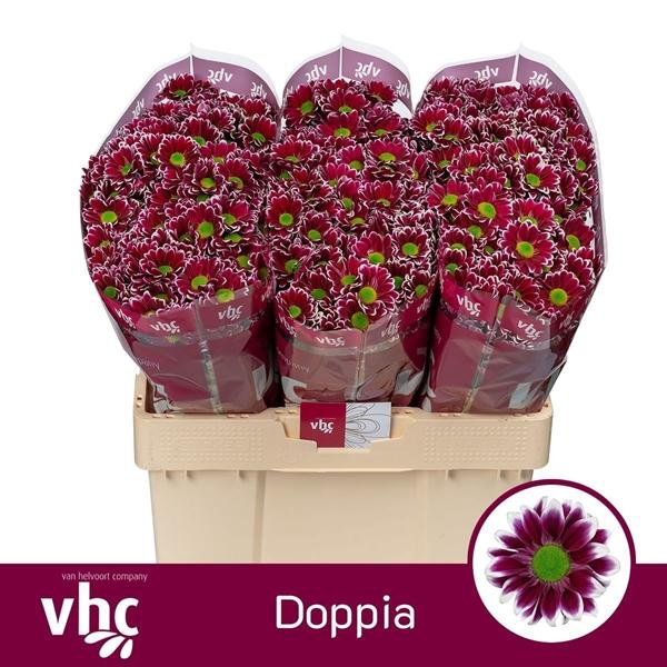 <h4>CHR SAN DOPPIA</h4>