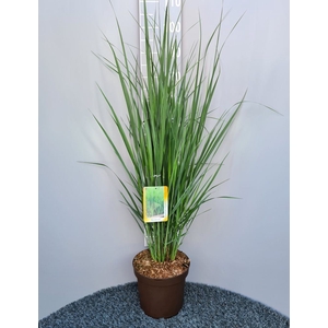 Panicum virgatum