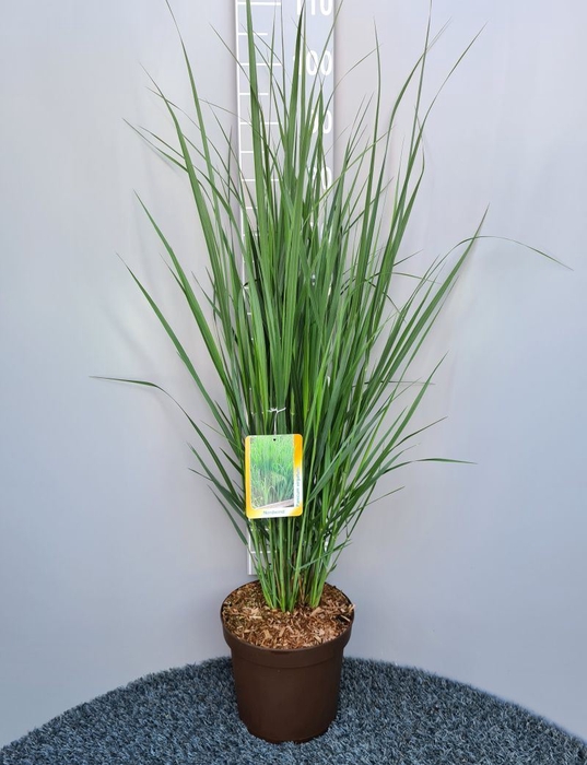 <h4>Panicum virgatum</h4>