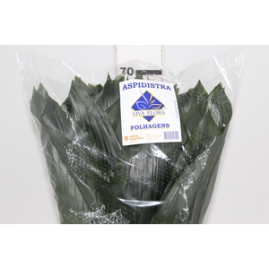 FOLHAGEM ASPIDISTRA ELATIOR 070 CM