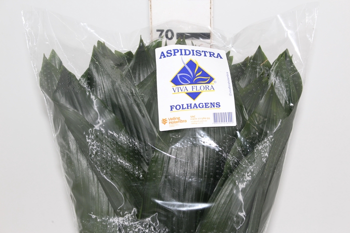 <h4>FOLHAGEM ASPIDISTRA ELATIOR 070 CM</h4>