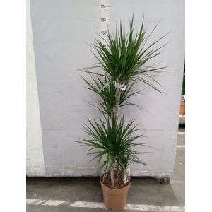 Dracaena marg.
