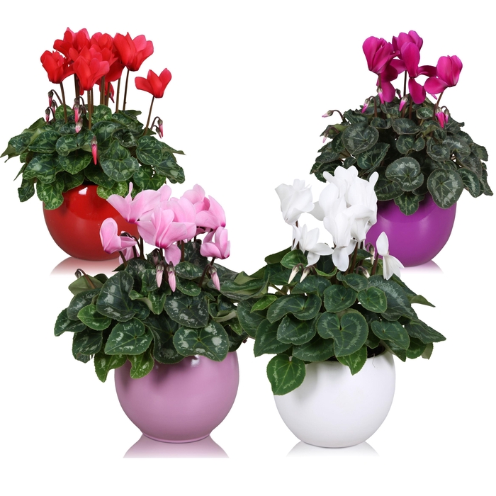 <h4>Cyclamen in gekleurd "Lisa" keramiek</h4>