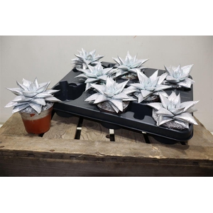 Gast Hippo Silver Glitter