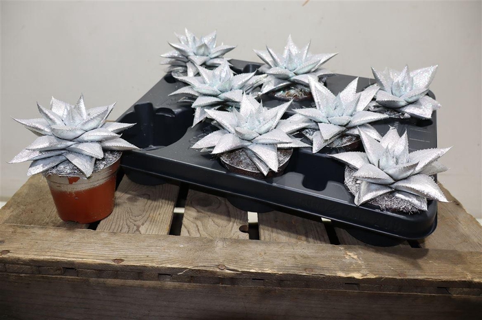 <h4>Gast Hippo Silver Glitter</h4>