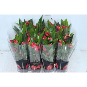 ANTHURIUM MINI MILLION FLOWERS P09