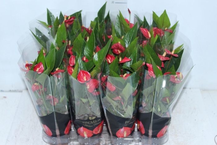 <h4>ANTHURIUM MINI MILLION FLOWERS P09</h4>
