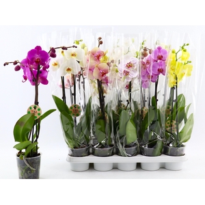PHAL GEM 8 KL