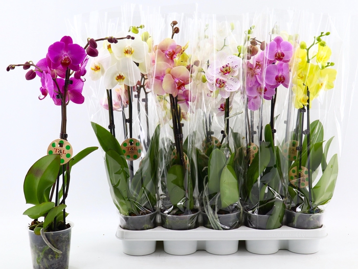 <h4>PHAL GEM 8 KL</h4>