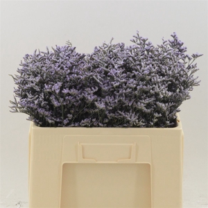 Limonium Safora Lilac