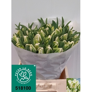 TULIPA PA 'SUPER PARROT'