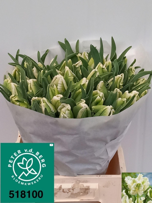 <h4>TULIPA PA 'SUPER PARROT'</h4>